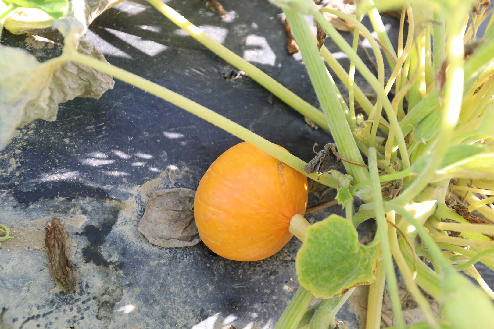 les legumes de saison